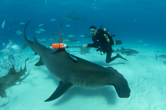 Discovery Channel Marine biologist Yannis Papastamatiou deploying a new technology tag on a great hammerhead shark.